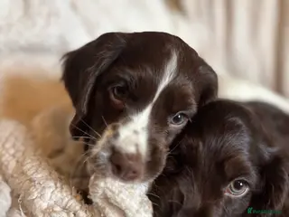 Cocker Spaniel dogs READY NOW lovely cocker spaniel pups - Advert 9