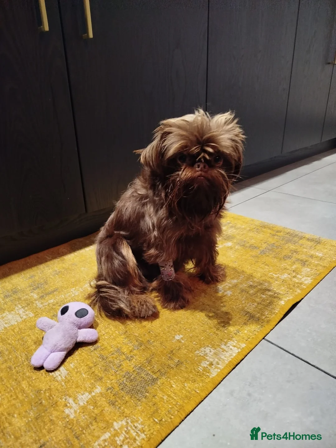 Griffon Bruxellois dogs for sale: Adorable chocolate boy - Advert 17