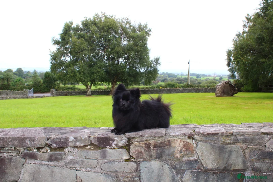 Pomeranian dogs for stud: STUD Pomeranian x Papillon - Advert 2