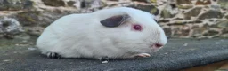 Guinea Pig rodents for sale: Male smooth haired guinea pigs - Advert 5