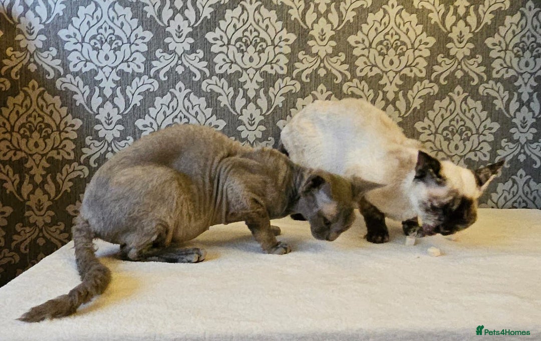 Devon Rex cats for sale: Two wonderful girls - Image 5