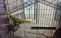 Ringnecks birds for sale: Green pied ringneck with cage - Image 3
