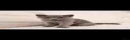 British Shorthair cats for sale: 🐾 4 BSH Kittens – White, Blue & Golden 🤍🩵💛 - Advert 19