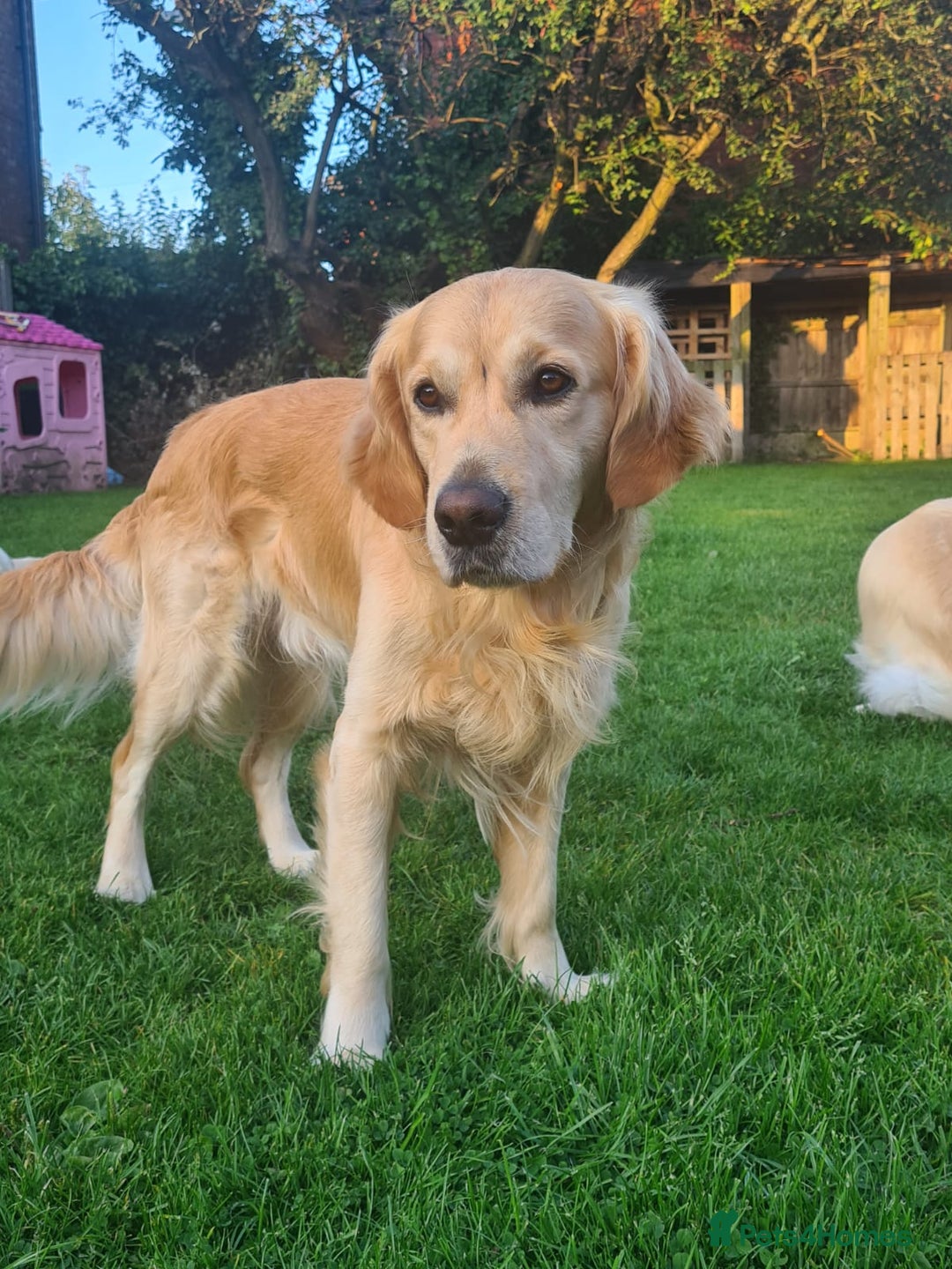 Golden Retriever dogs for sale: Available for STUD - Image 9