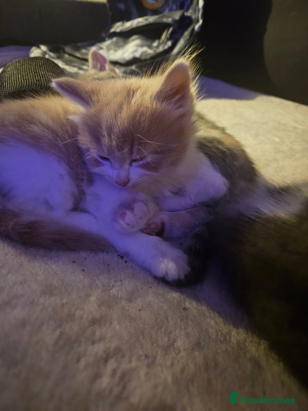 Mixed Breed cats for sale: Cute playful kittens  - Advert 16