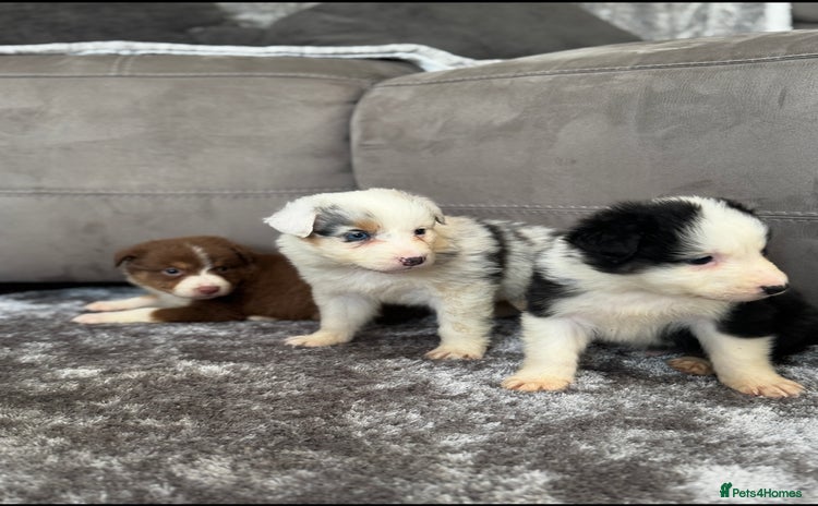 Australian Shepherd dogs - Advert 6