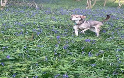 Mixed Breed dogs for sale: Vizla / husky seeking new home - Image 2