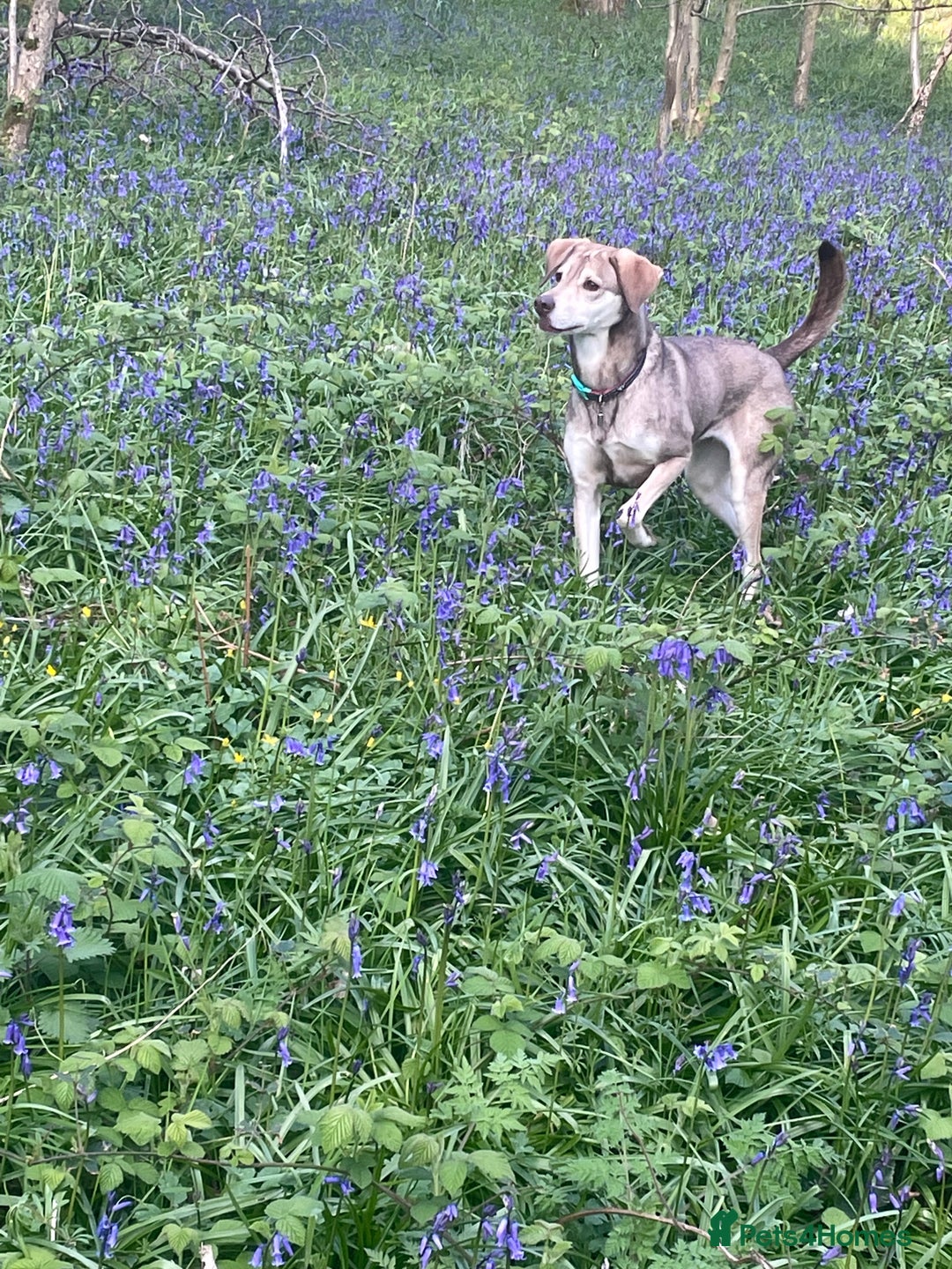 Mixed Breed dogs for sale: Vizla / husky seeking new home - Image 2