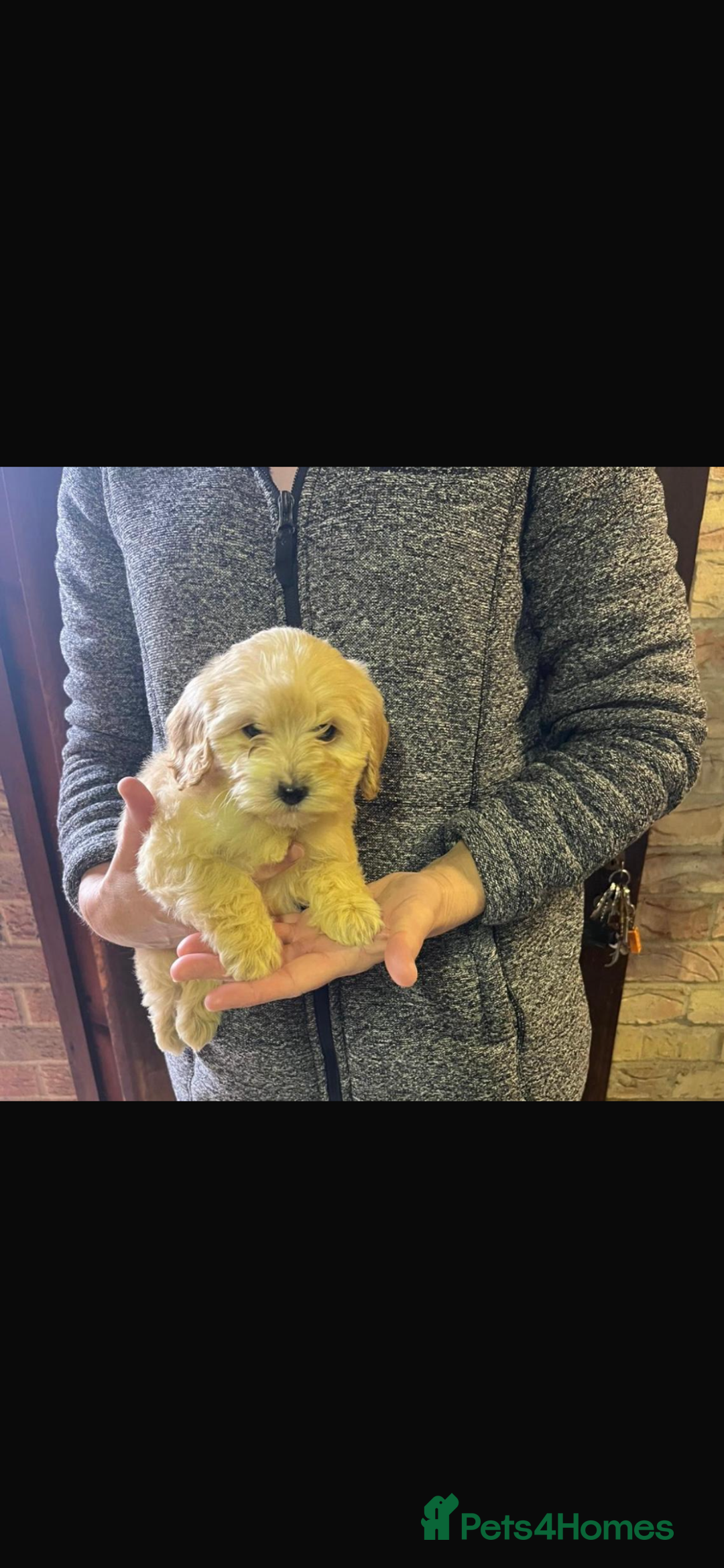 Cockapoo dogs for sale: Adorable show cocker poo puppies - Image 11