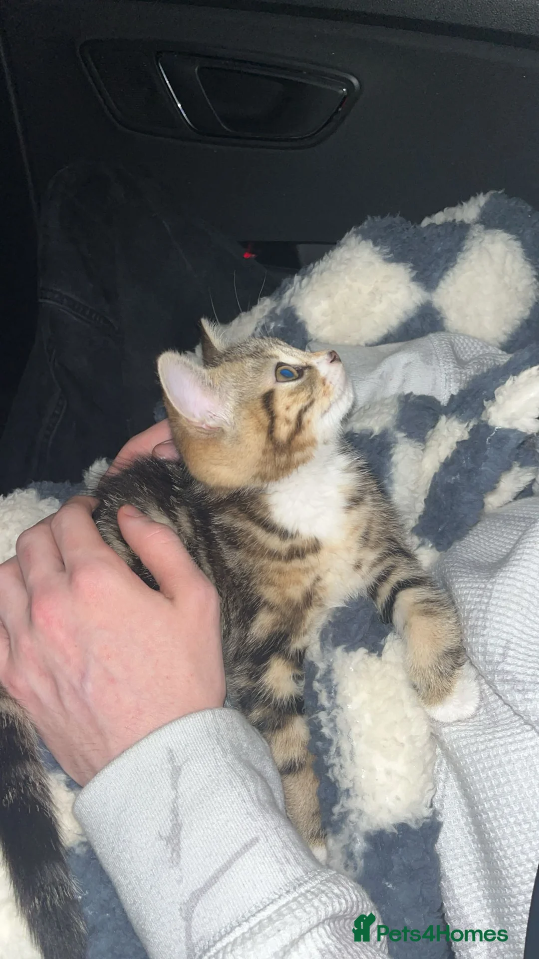 British Shorthair cats for sale: Female British short haired kitten - Advert 4