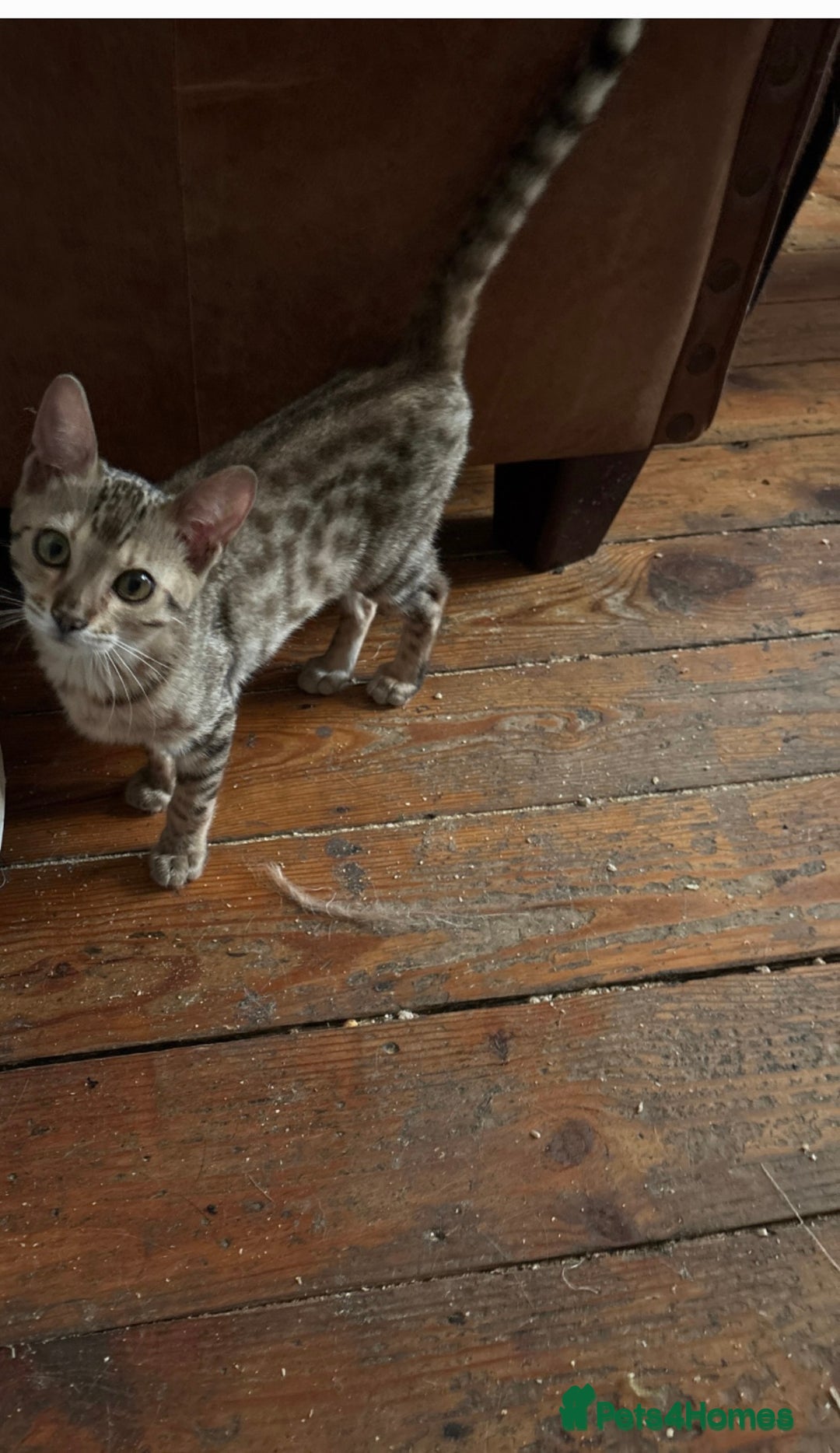 Bengal cats for sale: Gorgeous brown spot bengal kittens Sofa ready  - Image 2