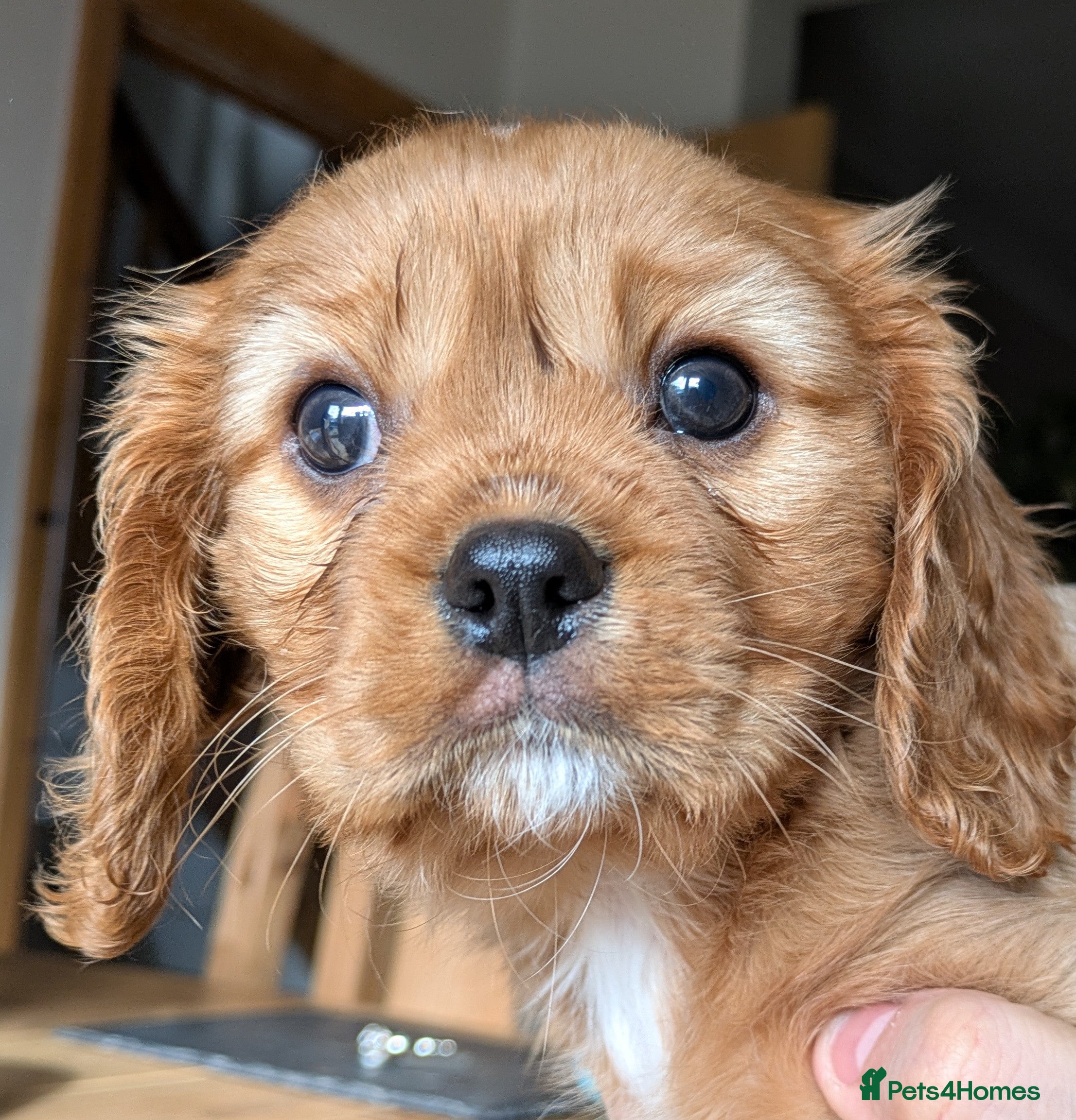 Cavalier King Charles Spaniel dogs KC Reg Cavalier King Charles pups - Advert 11