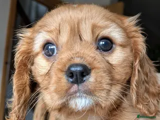 Cavalier King Charles Spaniel dogs KC Reg Cavalier King Charles pups - Advert 11