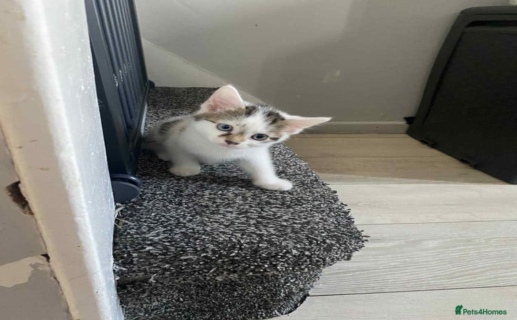 Domestic Shorthair cats - Advert 3