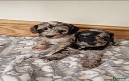 Cockapoo dogs for sale: F1 show type miniature cockapoo  - Image 6