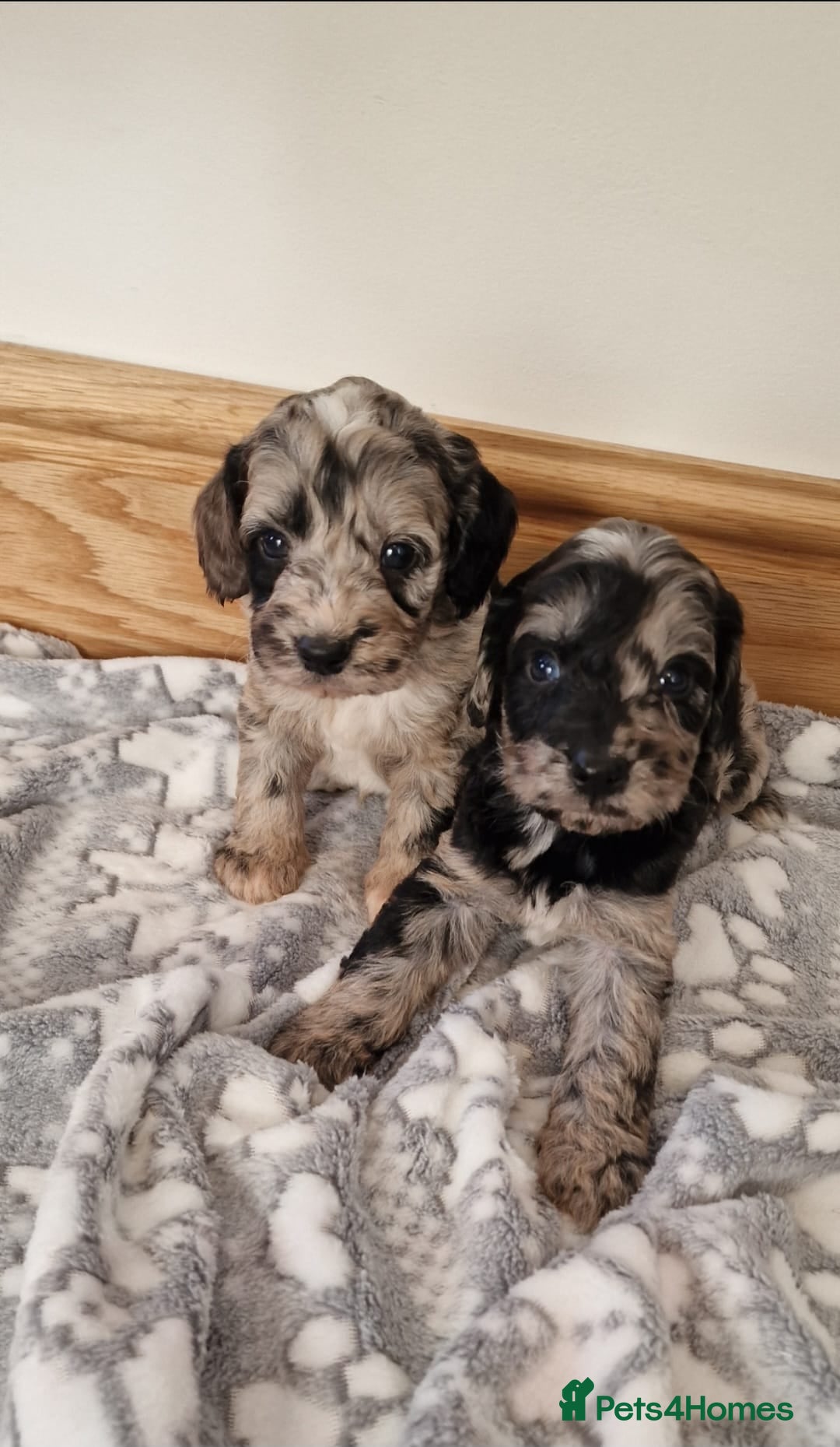 Cockapoo dogs for sale: F1 show type miniature cockapoo  - Image 6