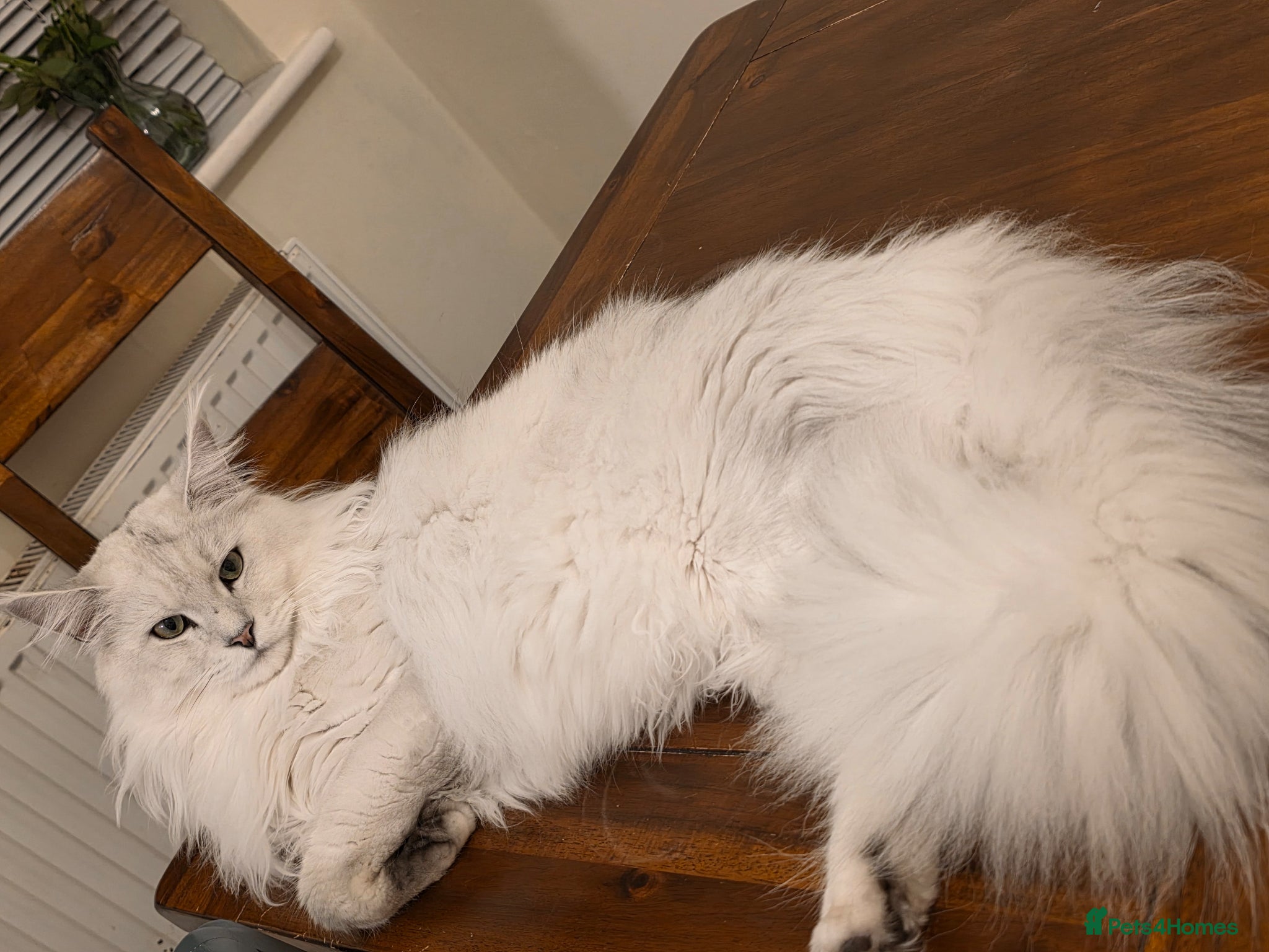 Maine Coon cats Sir Aslan Silver Shaded Stud  - Advert 2