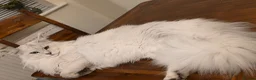 Maine Coon cats for stud: Sir Aslan Silver Shaded Stud  - Advert 20