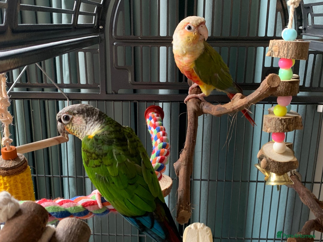 Conures birds for sale: Male & Female Red Factor Pineapple Conures - Image 5