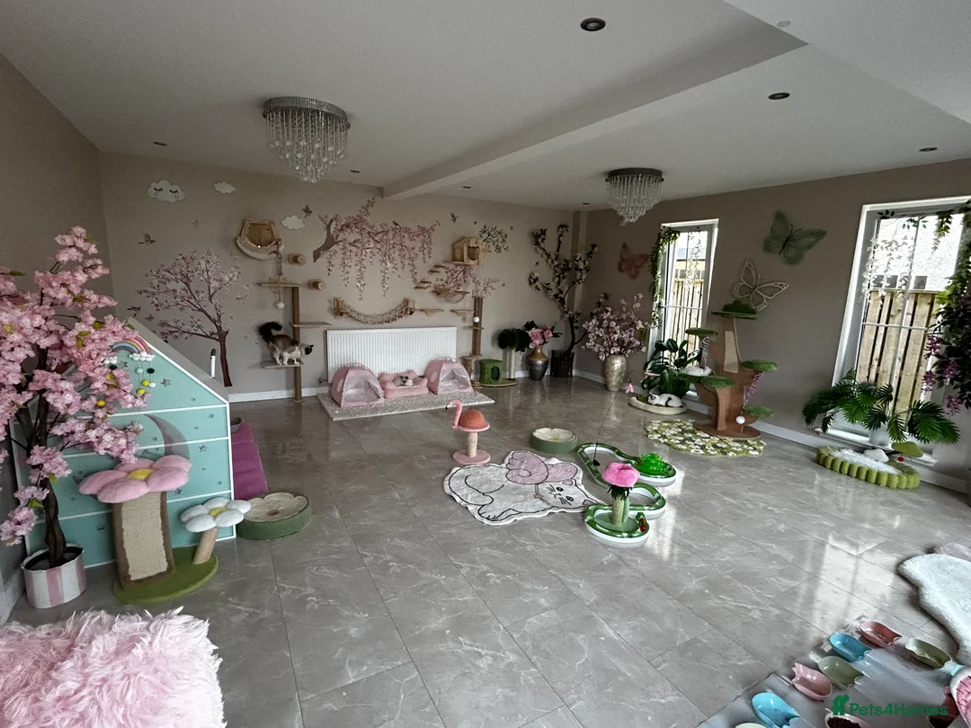 Ragdoll cats for sale: Gorgeous rare Van Ragdoll boy - Advert 19