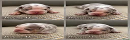 English Bulldog dogs for sale: New English bulldog puppies in Londonderry - Advert 7