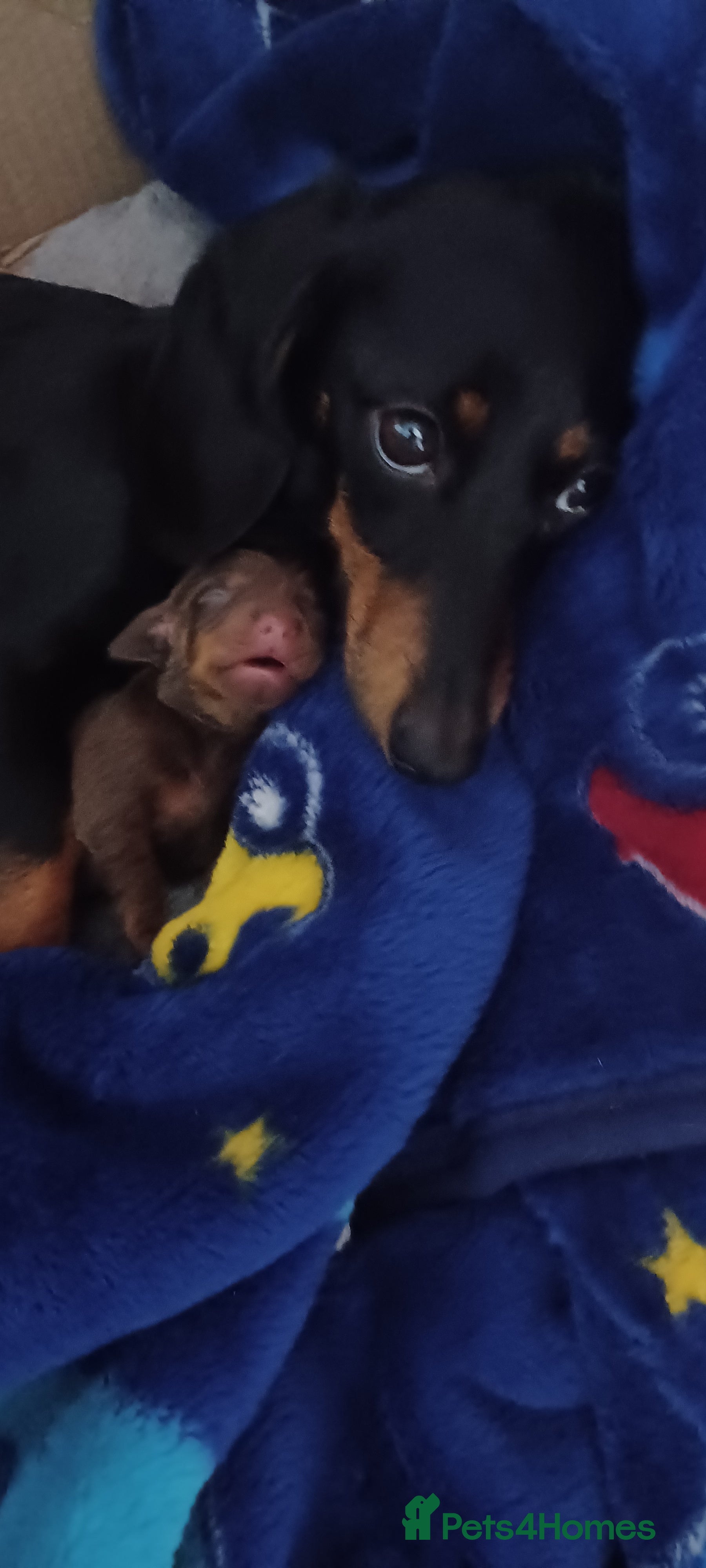 Miniature Dachshund dogs Miniature daschund  - Advert 8