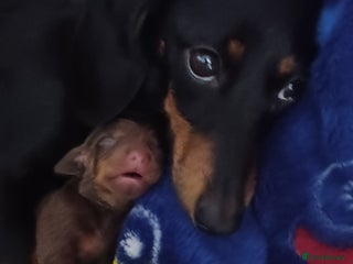 Miniature Dachshund dogs Miniature daschund - Advert 8