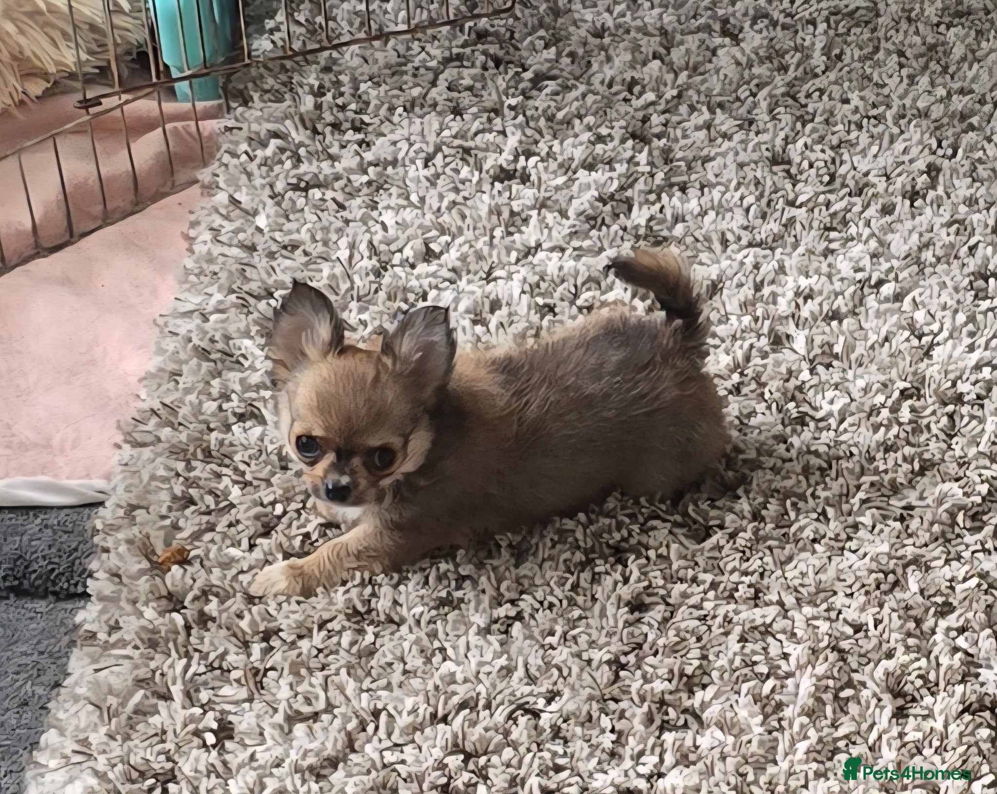 Chihuahua dogs KC Reg Chihuahua Pups, Champion lines. - Advert 1