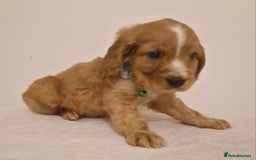 Cocker Spaniel dogs for sale: Cocker spaniel pups for sale  - Image 5
