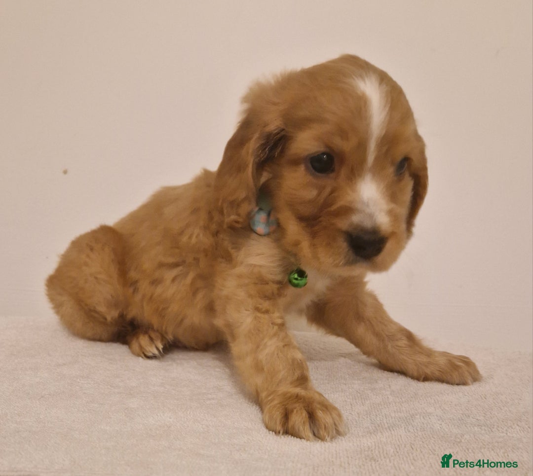 Cocker Spaniel dogs for sale: Cocker spaniel pups for sale  - Image 5