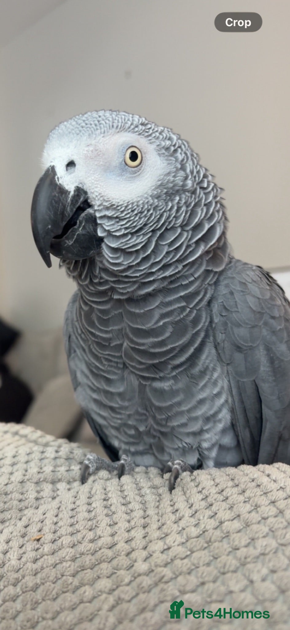 Parrots birds Very Talkative African Grey For Sale - Advert 1