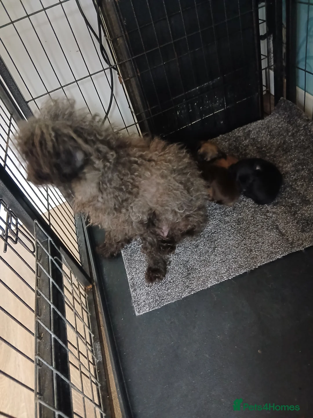 Mixed Breed dogs for sale: 5 cockapoo x chihuahua puppies - Advert 2