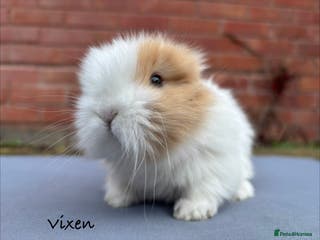Mixed Breed rabbits Beautiful Fluffy Baby Rabbits - Advert 6