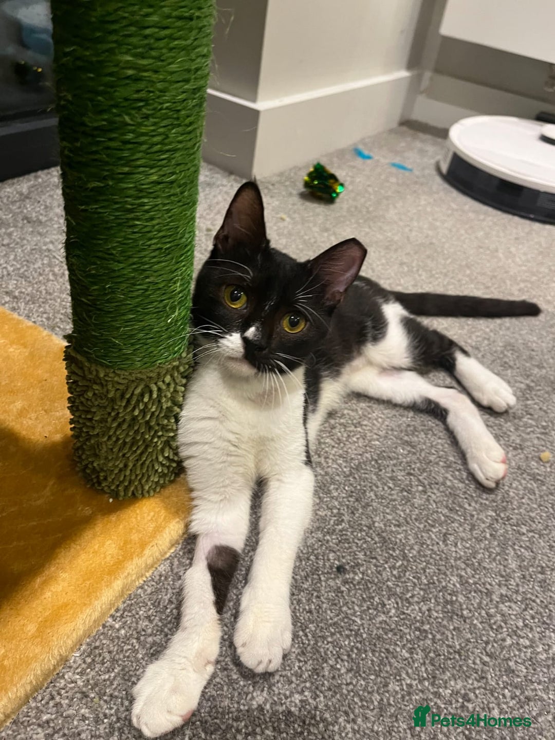 Mixed Breed cats for adoption: DAISY 6M USED TO CALM DOG-CUTE AS A BUTTON - Advert 1