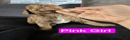 Cockapoo dogs for sale: 2 Gorgeous girls and 1 Handsome boy  in Sheffield - Advert 4