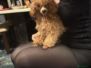 Toy Poodle dogs KC Real Toy Poodle 1 female and 1 male puppy - Advert 6