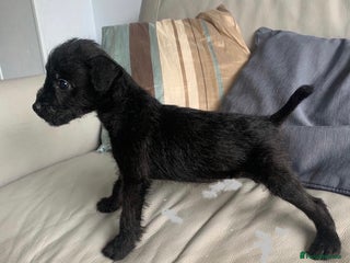 Patterdale Terrier dogs - Advert 1