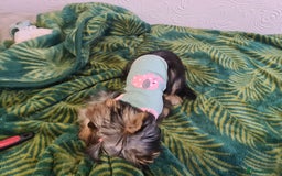 Yorkshire Terrier dogs for sale: Last female Yorkshire Terrier puppy left - Image 3