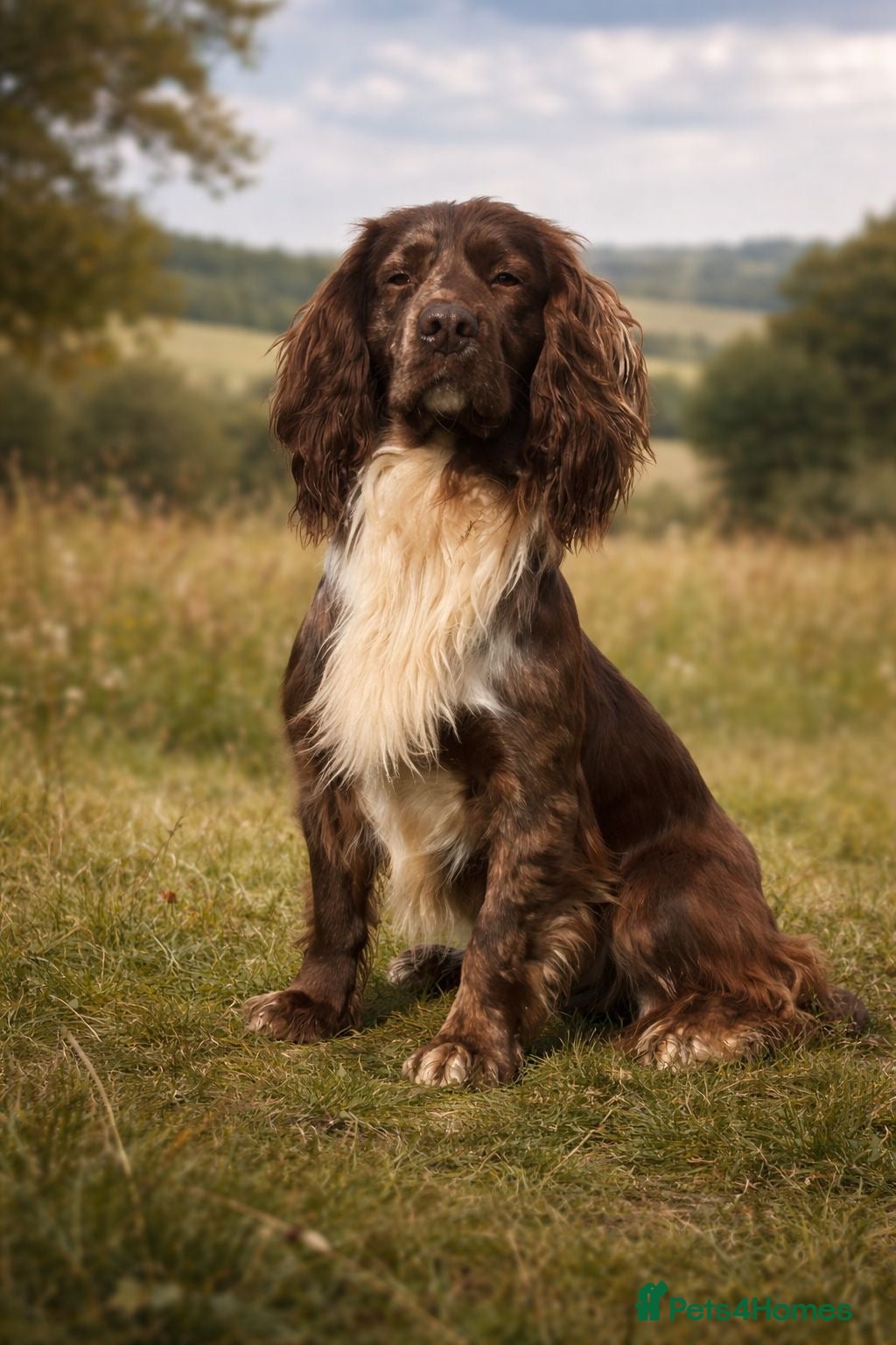 Cocker Spaniel dogs MERLE cocker spaniel at stud  - Advert 10