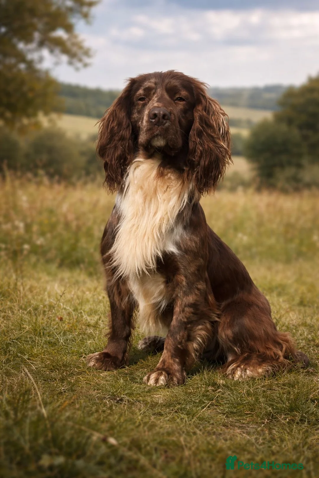 Cocker Spaniel dogs for stud: MERLE cocker spaniel at stud  - Advert 1