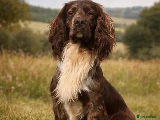 Cocker Spaniel dogs MERLE cocker spaniel at stud - Advert 10