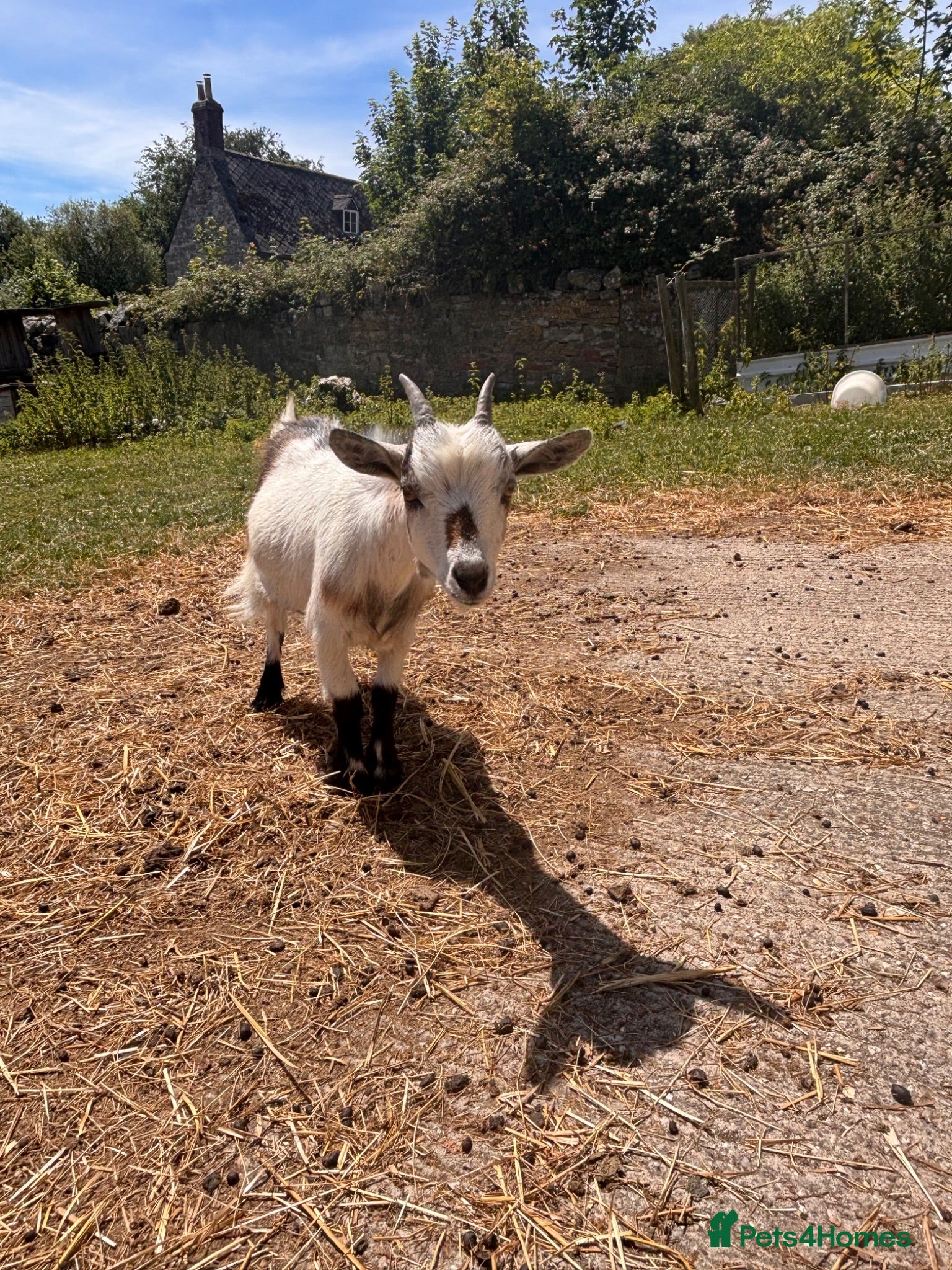 Goats livestock Pygmy Goats  - Advert 3