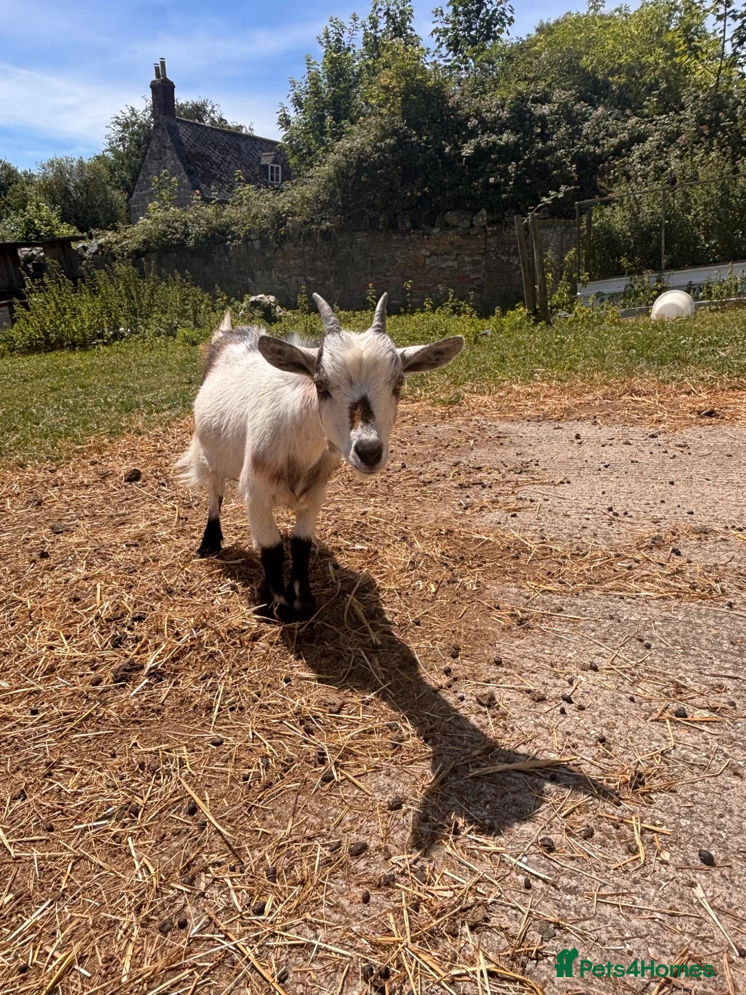 Goats livestock for sale: Pygmy Goats  - Advert 1