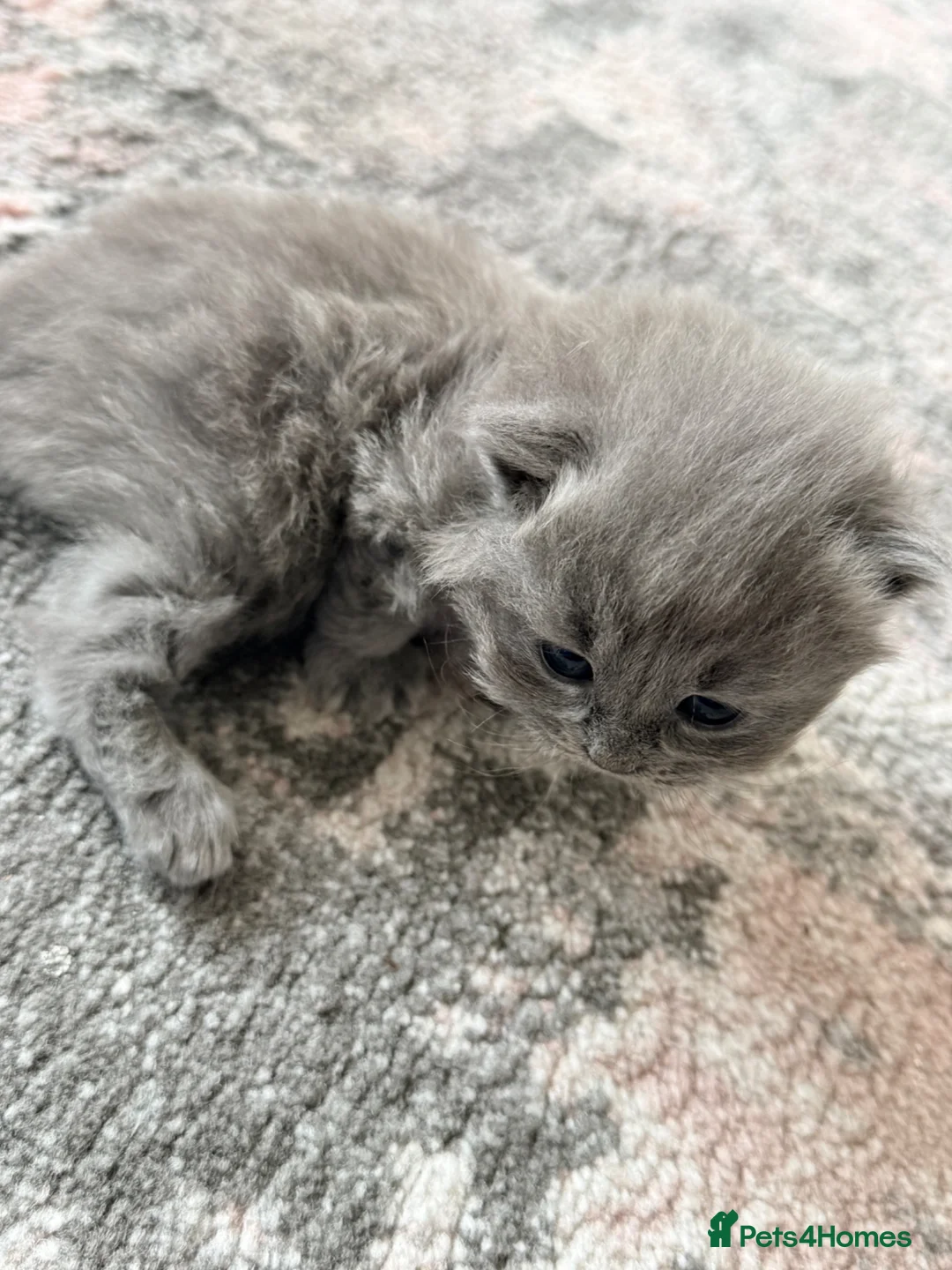 British Shorthair cats for sale: Mixed breed BSH in Slough - Advert 13