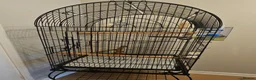Canaries birds for sale: Canary & Bengalese Finch  - Advert 4