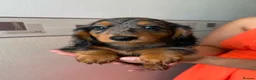 Miniature Dachshund dogs for sale: Long haired miniature dachshund  - Advert 1