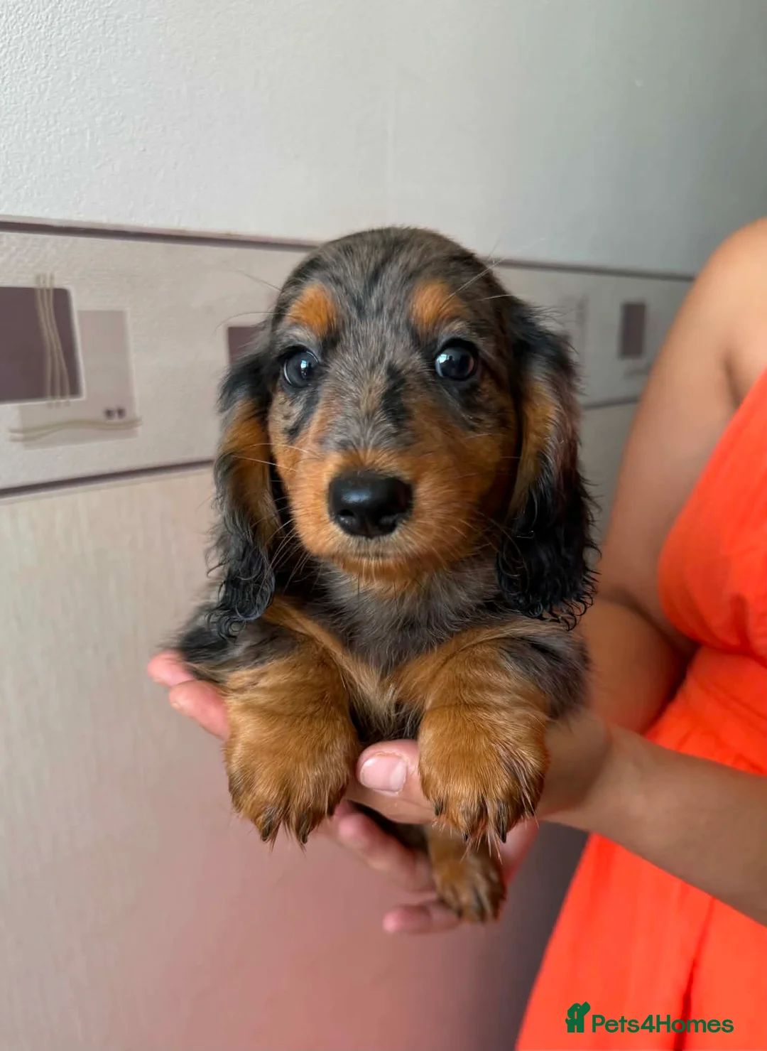 Miniature Dachshund dogs for sale: Long haired miniature dachshund  - Advert 1
