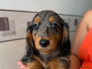 Miniature Dachshund dogs Long haired miniature dachshund - Advert 1