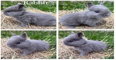 Netherland Dwarf rabbits - Advert 12