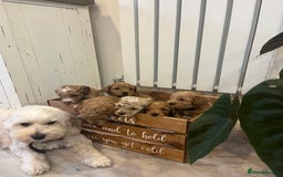 Cockapoo dogs for sale: F1B Miniature cockapoo puppies🌟DNA health checked - Image 12